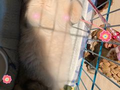 -唐小姐の猫狗洗护·购宠旗舰店(周浦万达店)