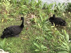-深圳东部华侨城茵特拉根酒店