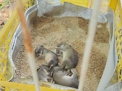 -马陆小张葡萄园农家乐