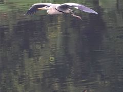-重庆彩云湖湿地公园