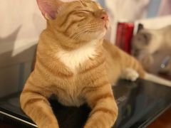 -Cappucimeow猫咪咖啡馆(韦伯时代店)