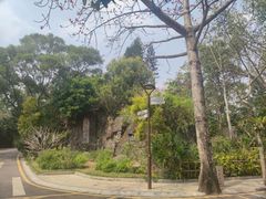 -深圳仙湖植物园