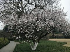 -西湖外事游船(花港观鱼码头)