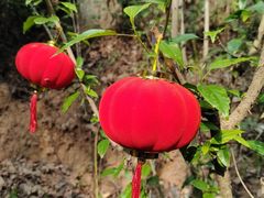 -三门江国家森林公园