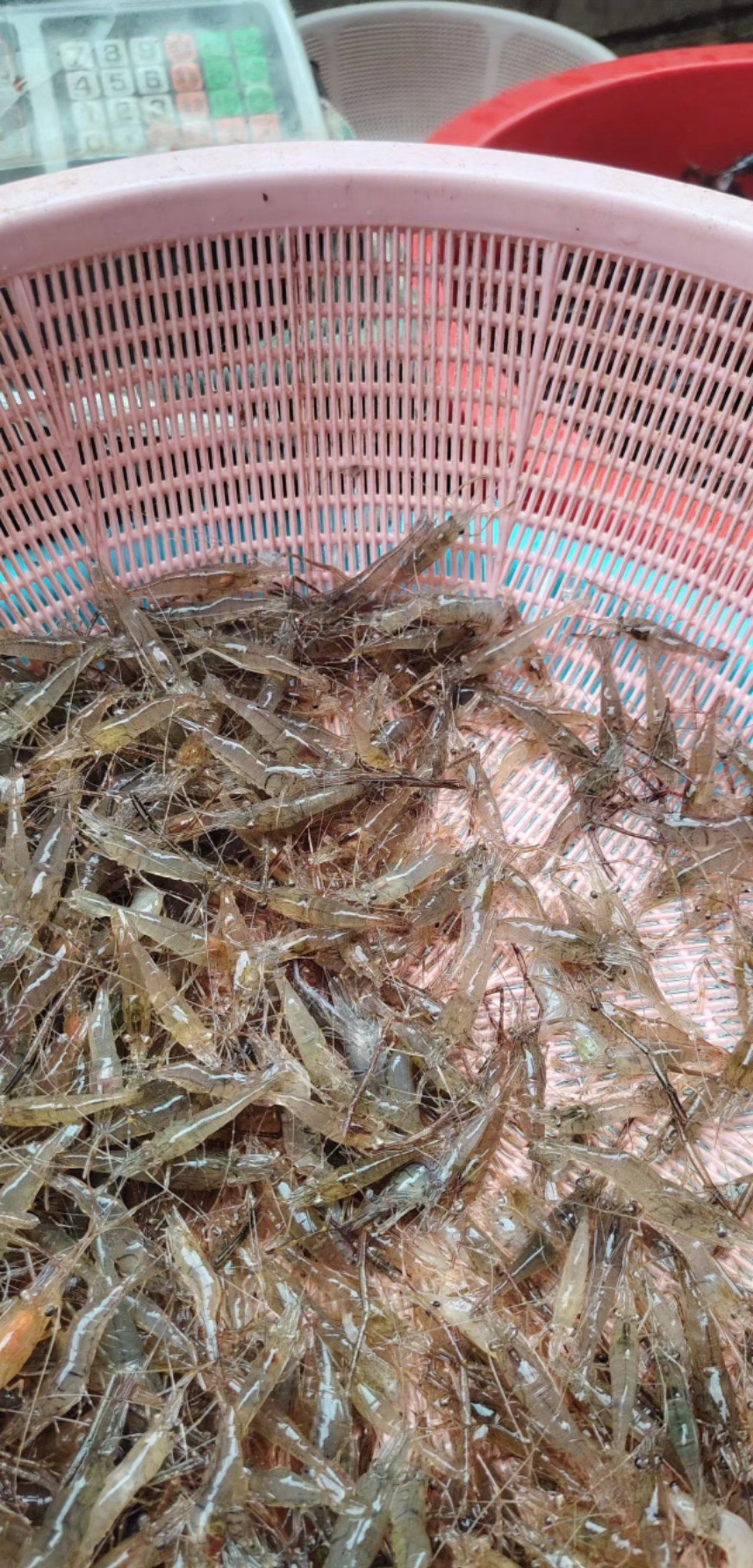 这种长在河里的虾,个头虽然不大,但是肉质