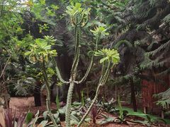 -呀路古热带植物园