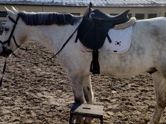 -北京群众马术培训基地