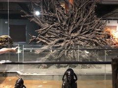 -江湾神木园