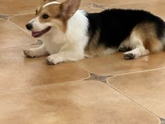 -Let's go狗咖·猫咖·奶狗·桌游(春熙路IFS店)