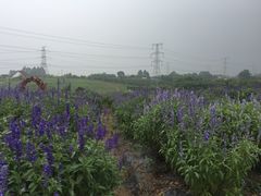 -紫颐香薰山谷景区