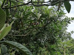 -西山樟坞健康果园枇杷杨梅采摘