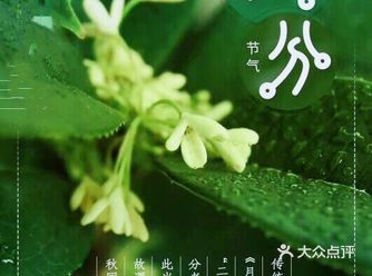 节气养生～春分灸疗1次/日