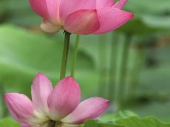 -陈家山荷花公园