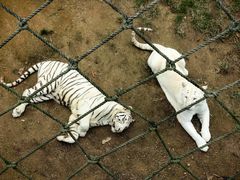 -西霞口神雕山野生动物世界