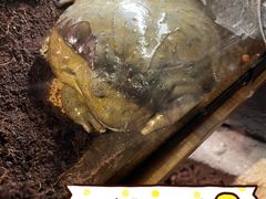 -正佳雨林生态植物园