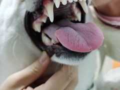 -小叮当动物医院·骨科·眼科