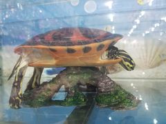 景点-鸽子窝公园