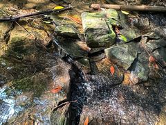 -佛山市三水区大南山森林公园