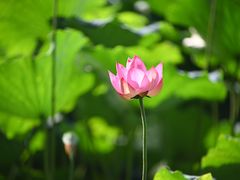 -北山街历史文化街区