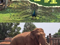 -昆明动物园