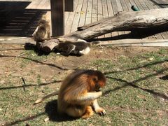 -大连森林动物园