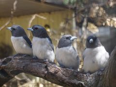 -费瑟代尔野生动物园