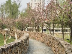 -洋湖国家湿地公园