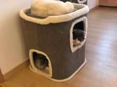 -猫腻·猫咖·撸猫馆(星光大道店)