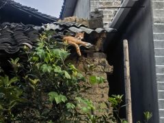 -羊楼洞
