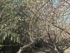 -白塘生态植物园