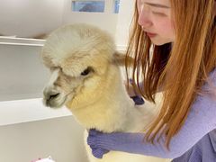 -怪兽屋·羊驼·猫咖·狗咖(俊华广场店)