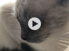 -吉丁鸟咖·异宠·寄养