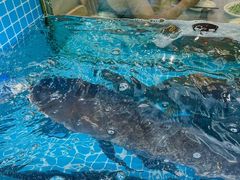 -浔味·山屿湖·正宗淳牌全鱼宴老字号