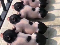 -梦之蓝青奥体育公园体育馆