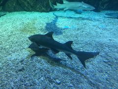 -海合安天津极地海洋公园
