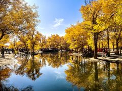 -金塔沙漠胡杨林景区