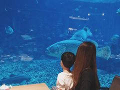-海棠湾洲际-涛·海底餐厅·美人鱼·自助餐·海底隧道