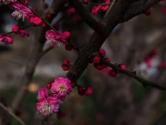 -雨花胜境