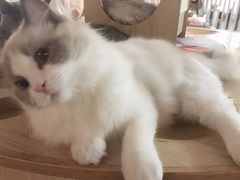 -猫和宫(六道口店)