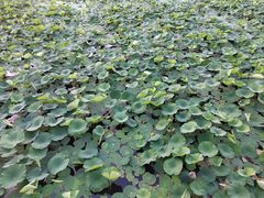 -长春市南湖公园