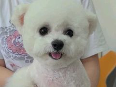 -翊宠yipet猫狗购宠庄园