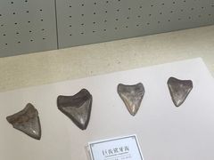 -辽宁古生物博物馆