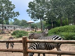 -大连森林动物园