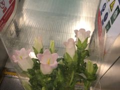 -盒马鲜生(文景博乐里购物广场店)