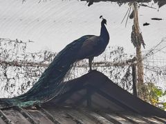 -瑞丽独树成林风景区