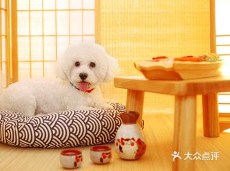 赶着2021年春节和奶茶一岁生日，带他拍一次写真~