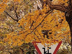 -八大关景区