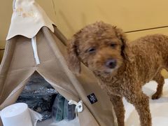 -美联众合动物医院·24h京西诊疗中心