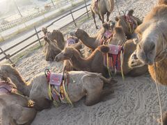 -库伦旗银沙湾旅游景区