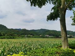 -红山村